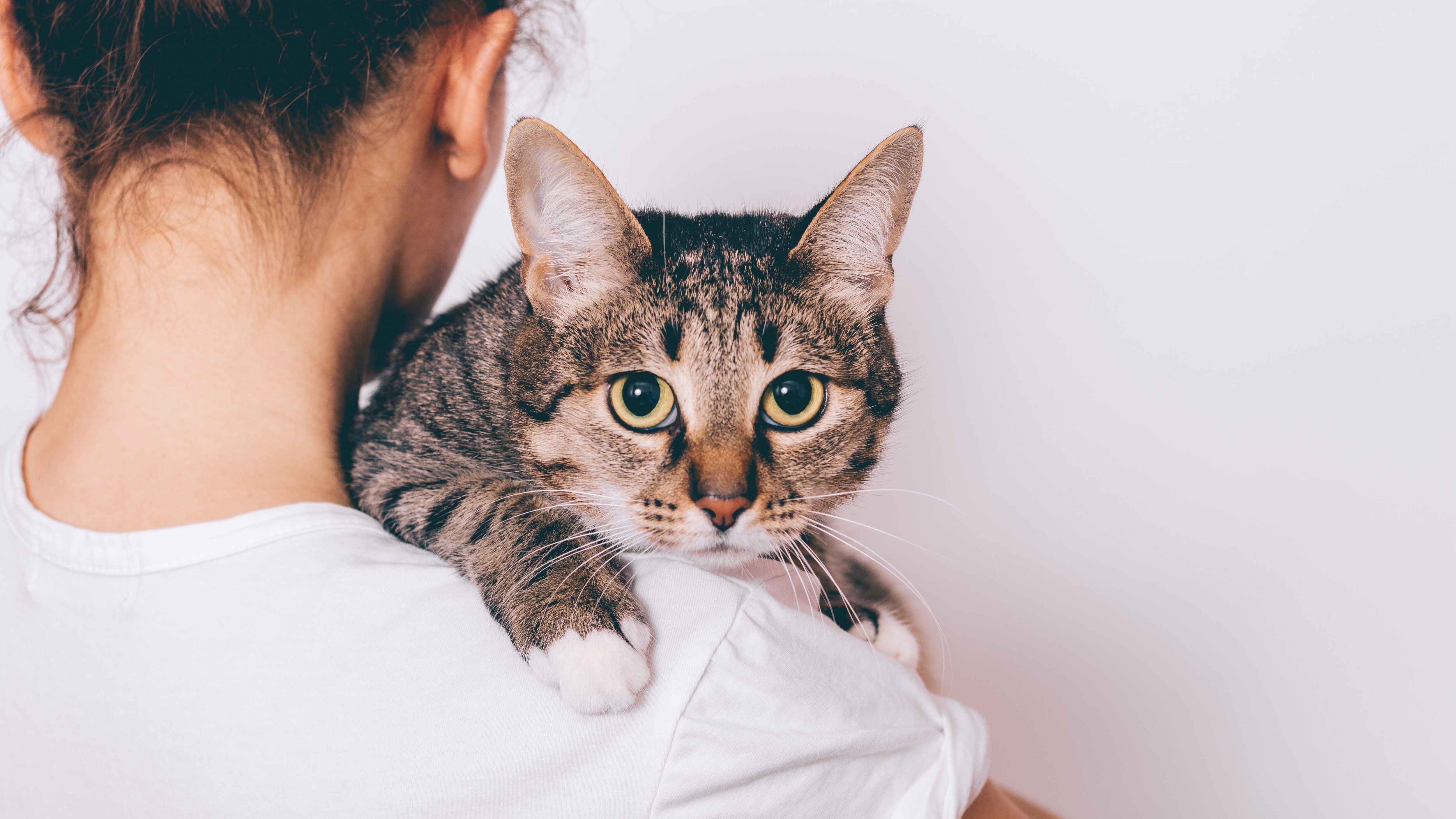 gatto adozione