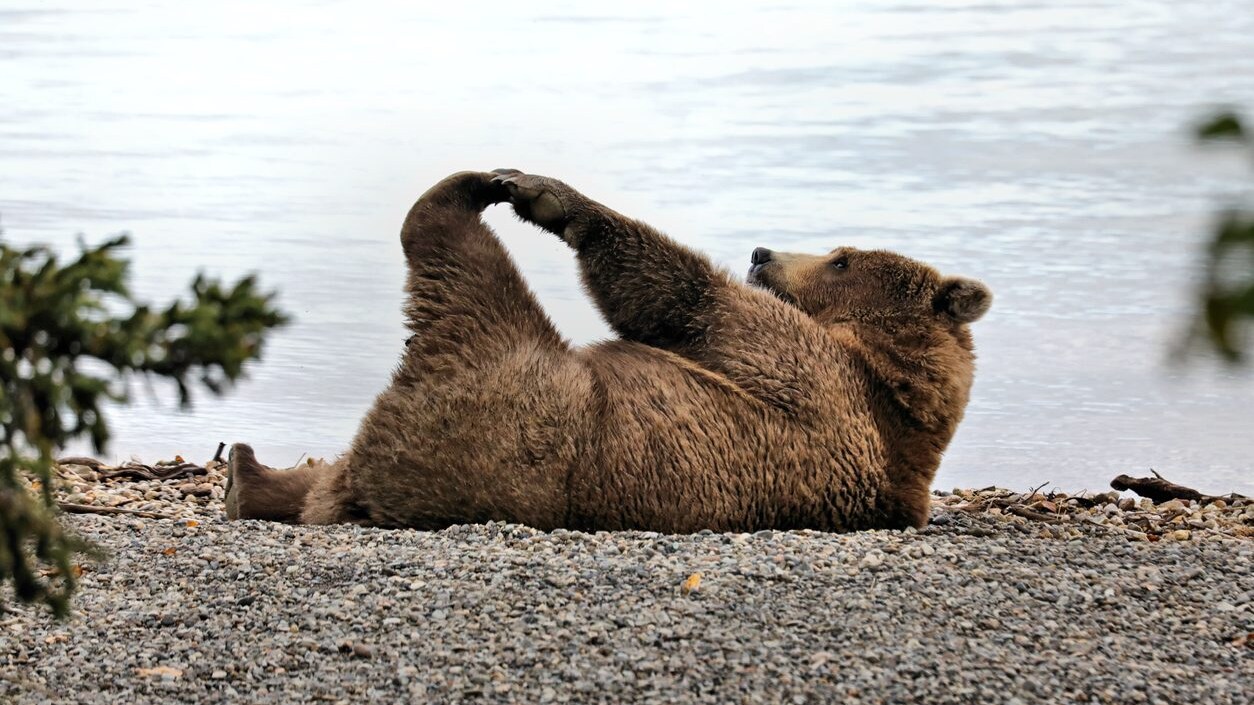 orso