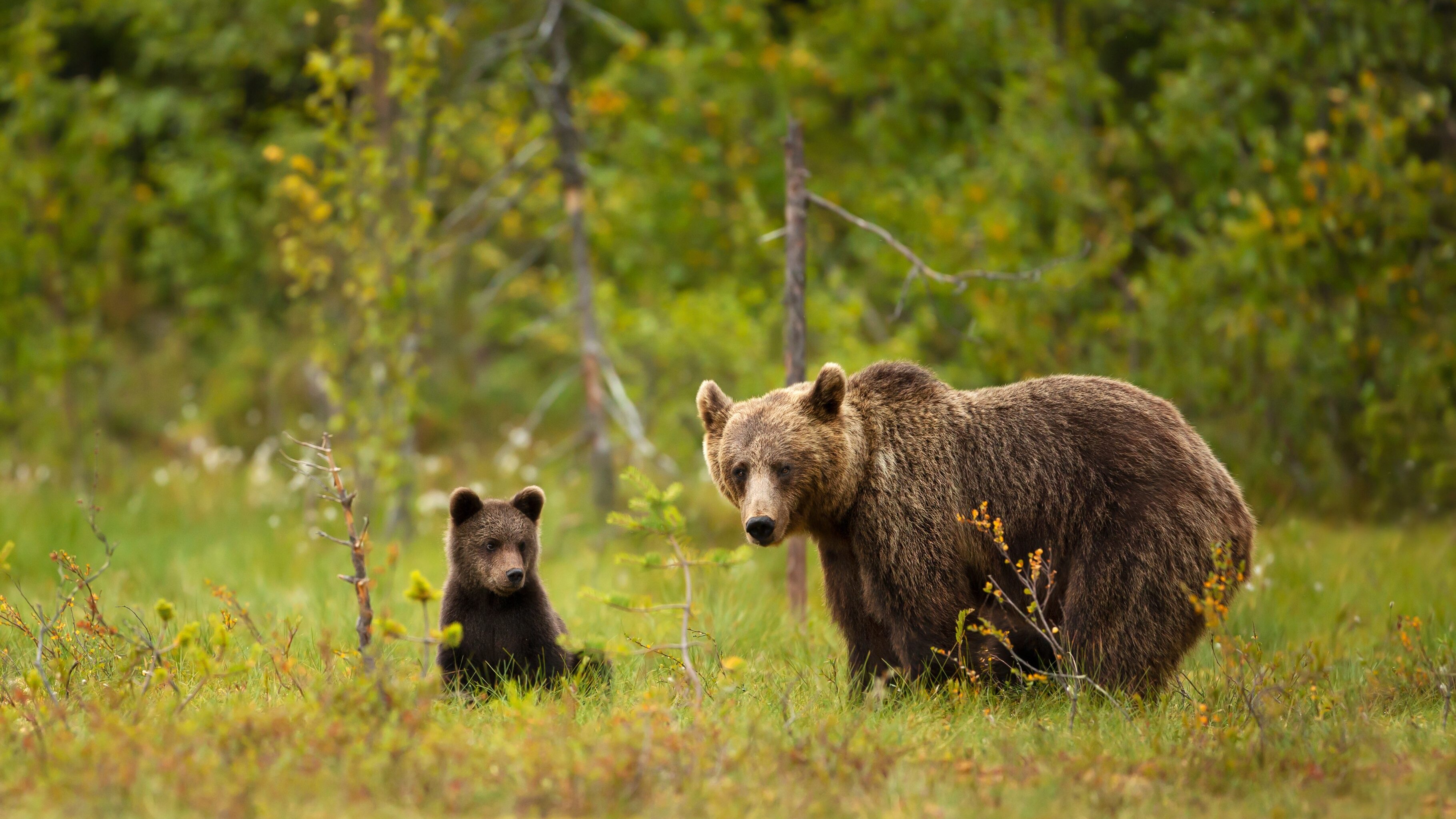 orso bruno