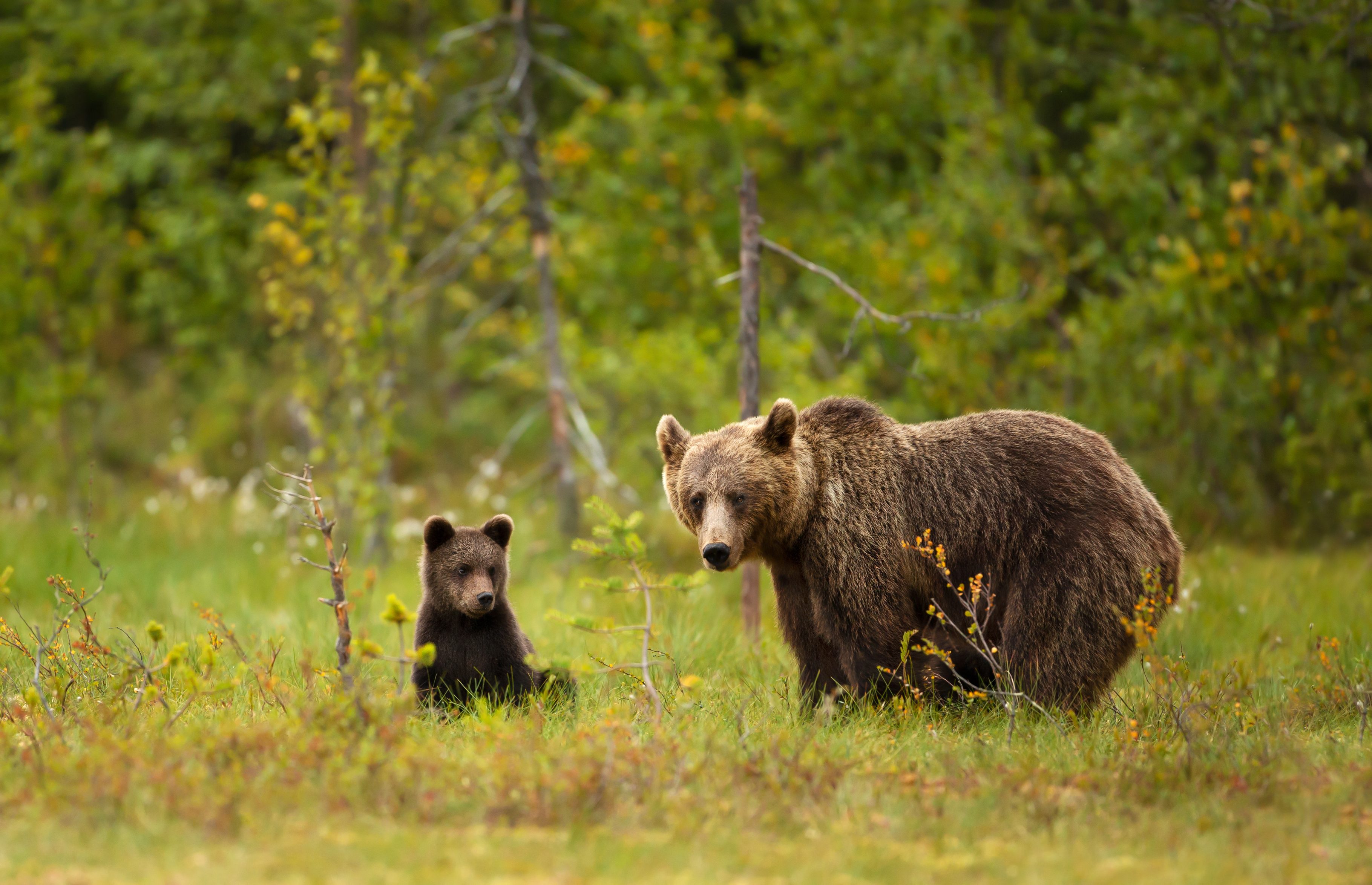 orso bruno