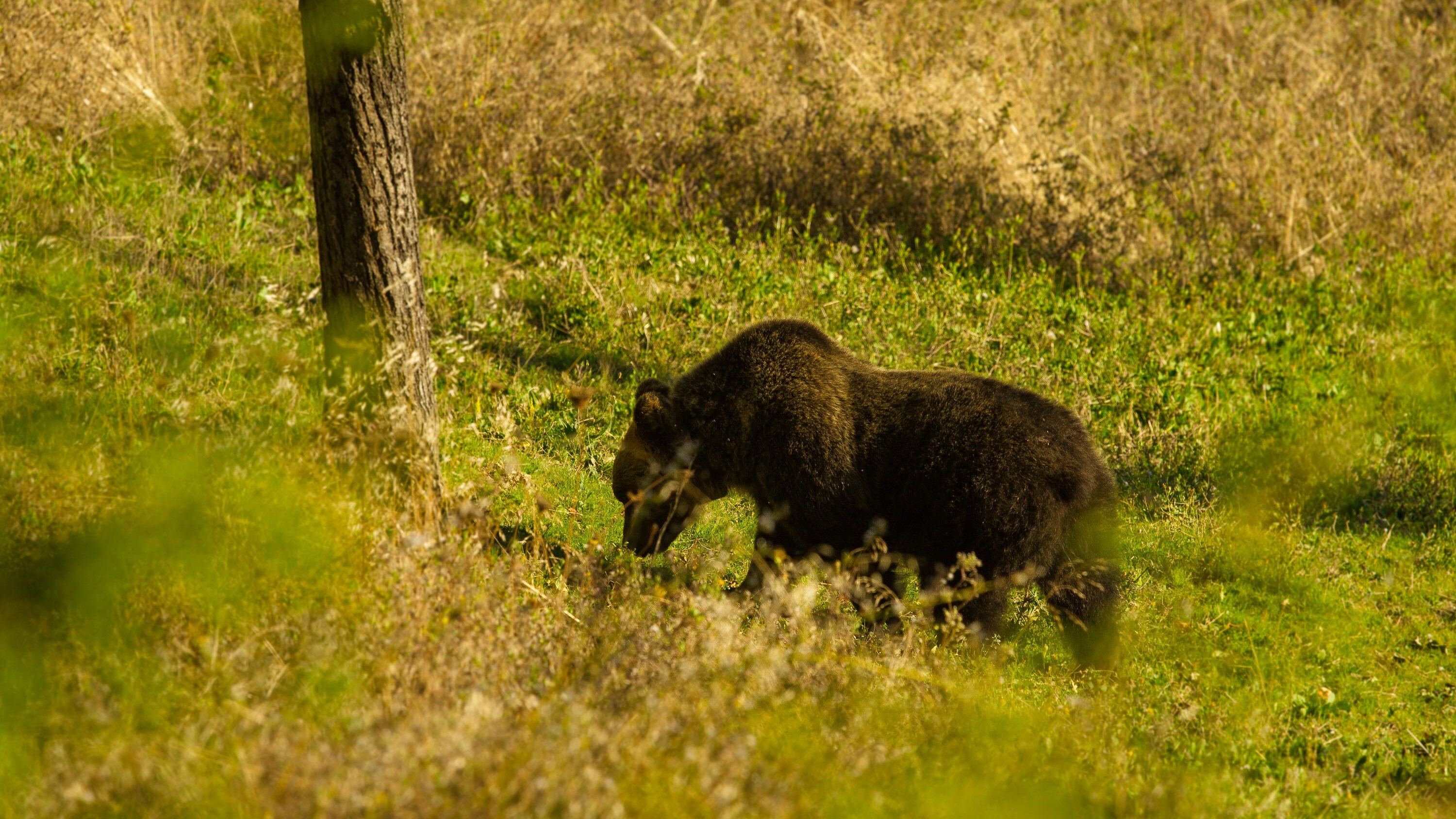 orso marsicano