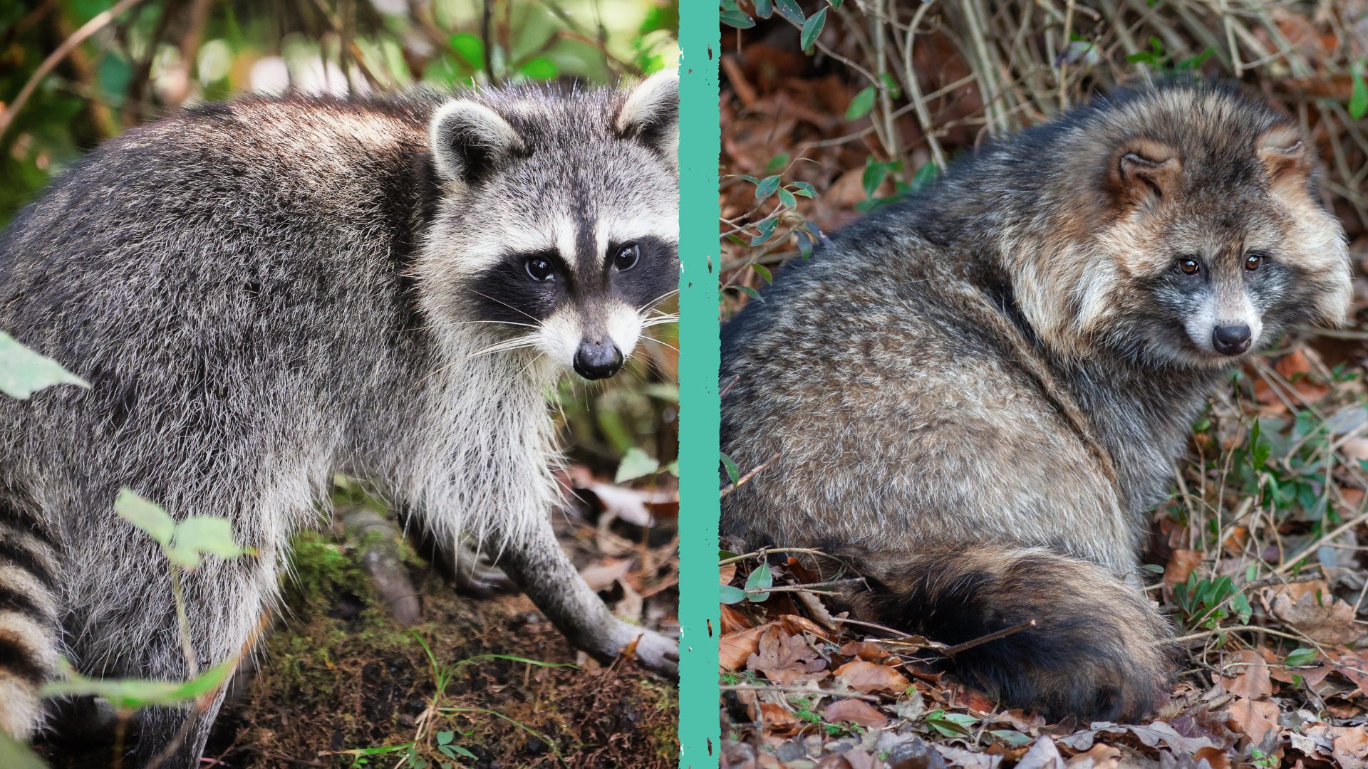 Chi Il Cane Procione E Perch Non Pu Essere Un Animale Domestico Chi Il Cane Procione E Perch Non Pu Essere Un Animale Domestico