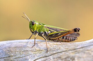 Distanziale Per Rasaerba Grasshopper – Ricambio Originale # 282630