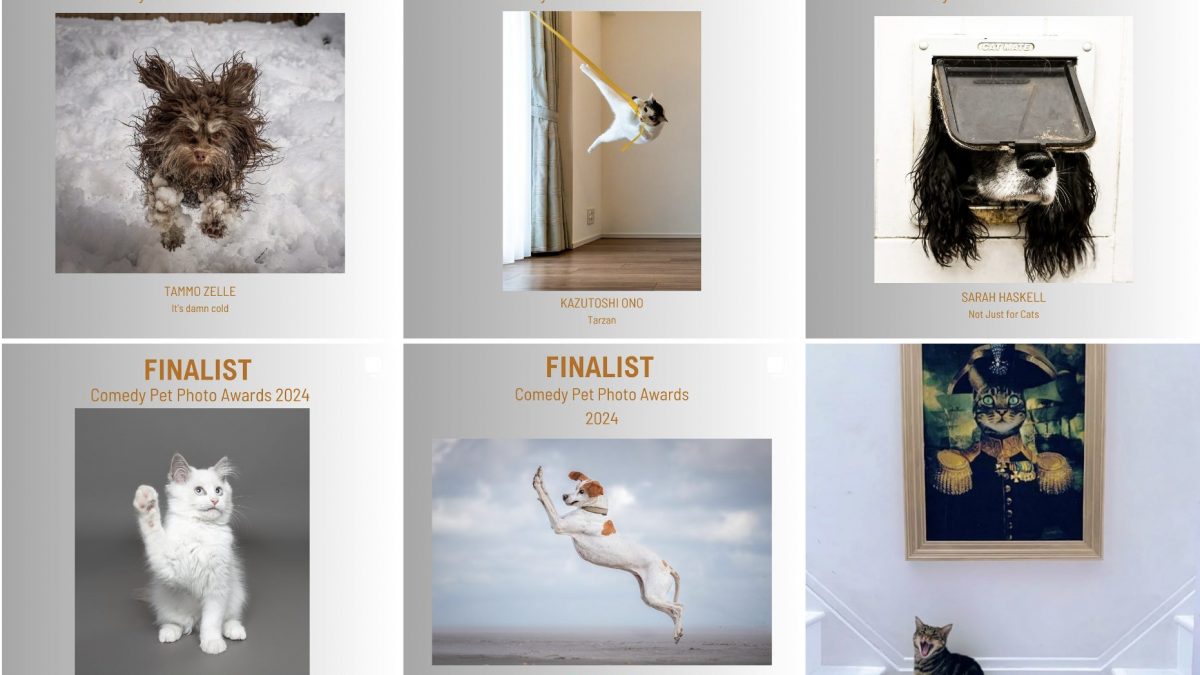 Comedy Pet Photography Awards
