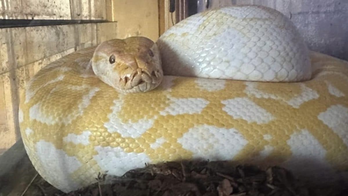 Pitone albino
