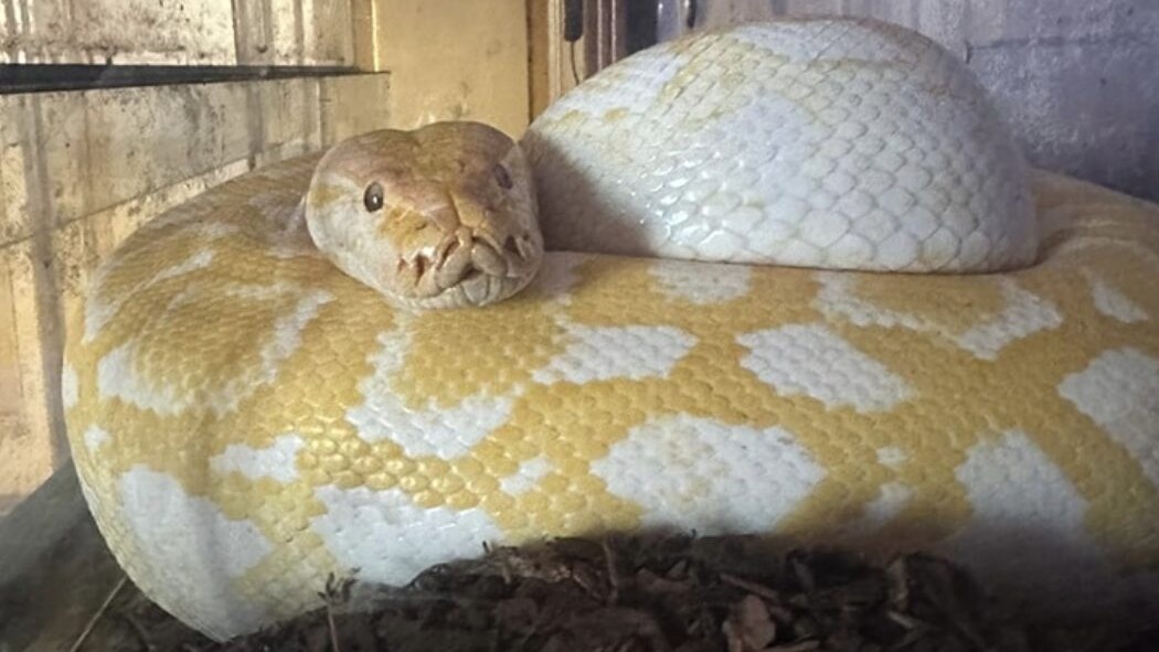 Pitone albino